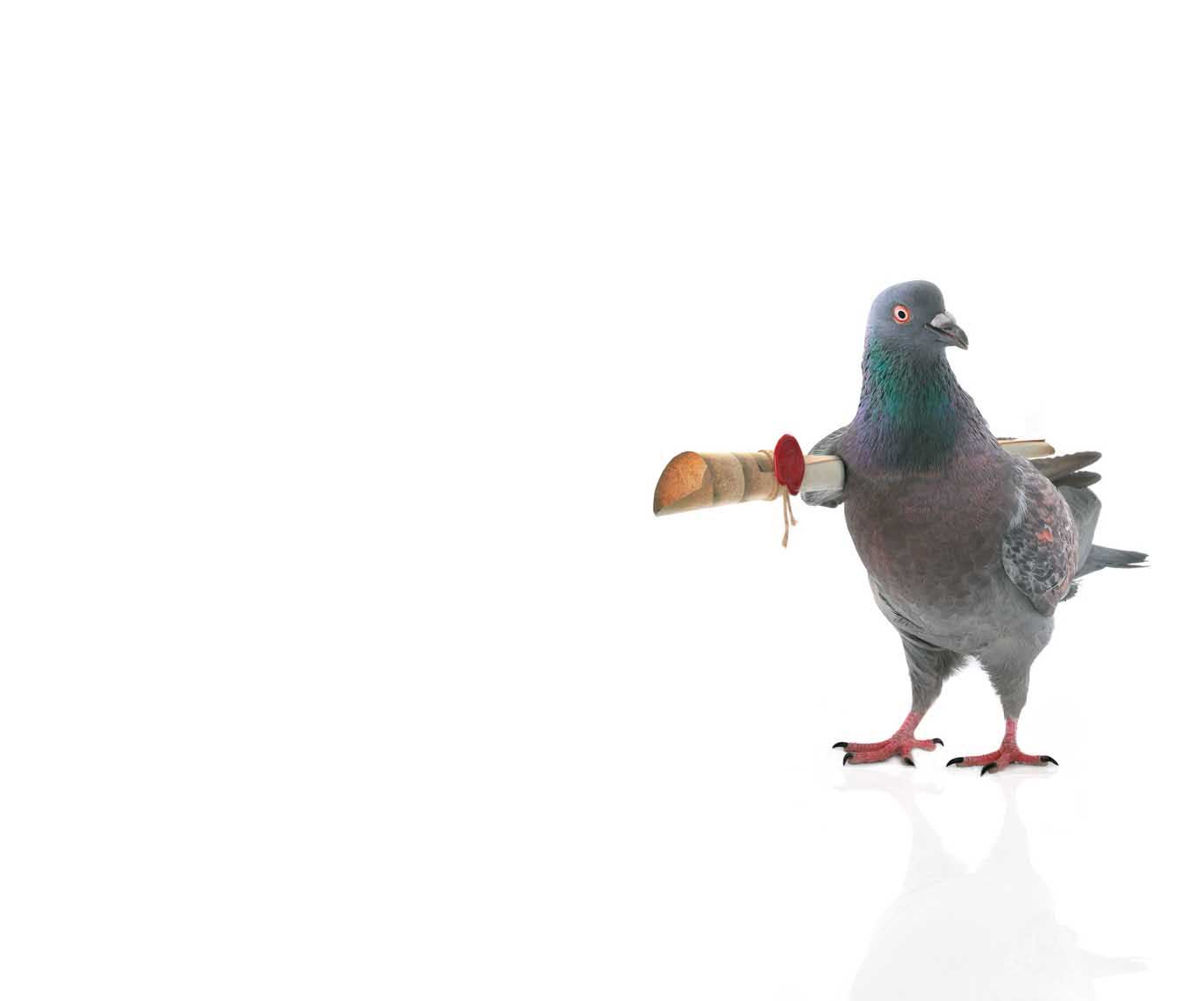 pigeon with letter